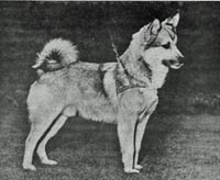 Íslenskra hunda leitað á Héraði 1956