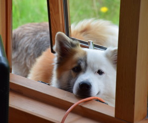 A list of articles on the Icelandic sheepdog translated from Icelandic to English