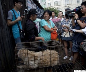 10.000 hundar drepnir hvert ár fyir Yulin hátíðina í Kína