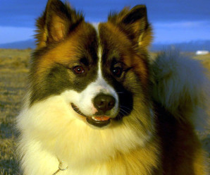Bjargvættur íslenska fjárhundsins Mark Watson