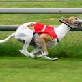 Grayhound Racing í Ástralíu