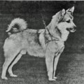 Íslenskra hunda leitað á Héraði 1956